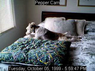 Pepper's Favorite Spot